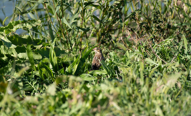Savannah Sparrow