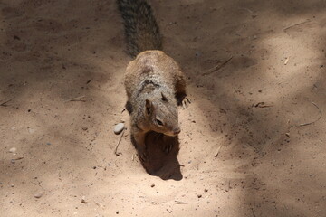 Obraz premium Squirrel on Sand