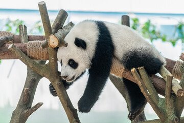 Obraz premium Giant panda in Chengdu city Sichuan province, China.