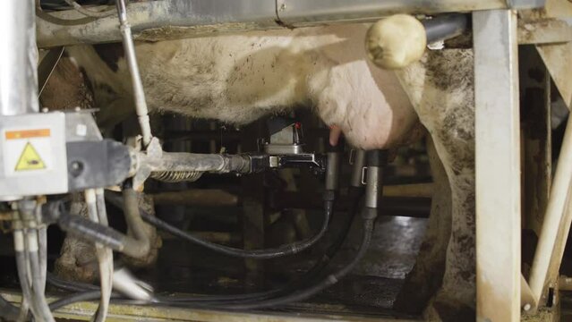 Technological milking machine. Hygienic milking.
With the help of laser, it finds the udders of the cow and attaches the tubes for milking.

