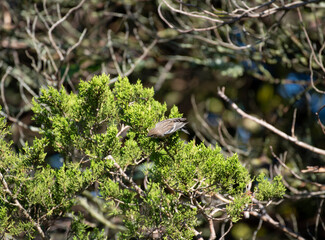 Yellow Rumped Warbler