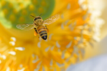蓮の花に集まるミツバチ