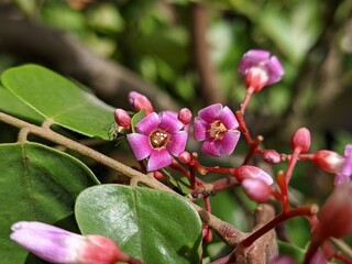 Starfruit flower (Averrhoa carambola) in tropical nature borneo