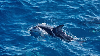 Dusky dolphin (Lagenorhynchus obscurus) in the Atlantic Ocean, off the coast of Argentina