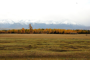 Fototapeta premium Larch forest on the edge of the autumn steppe against the backdrop of high snow-capped mountains with peaks in the clouds.