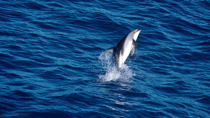 Obraz premium Dusky dolphin (Lagenorhynchus obscurus) jumping in the Atlantic Ocean, off the coast of Argentina