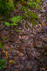 Ang Ka Luang Nature Trail is an educational ecosystem nature trail inside a rainforest on Doi Inthanon National Park in Chiang Mai, Thailand.