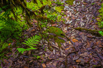 Ang Ka Luang Nature Trail is an educational ecosystem nature trail inside a rainforest on Doi Inthanon National Park in Chiang Mai, Thailand.