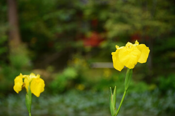 Obraz premium 池に咲く黄色い花