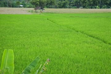 green natural meadow in summer season