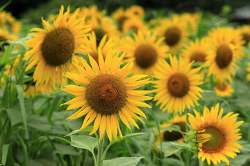 里山のひまわり