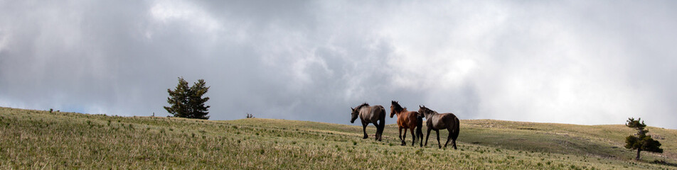 Three wild horses in the western United States