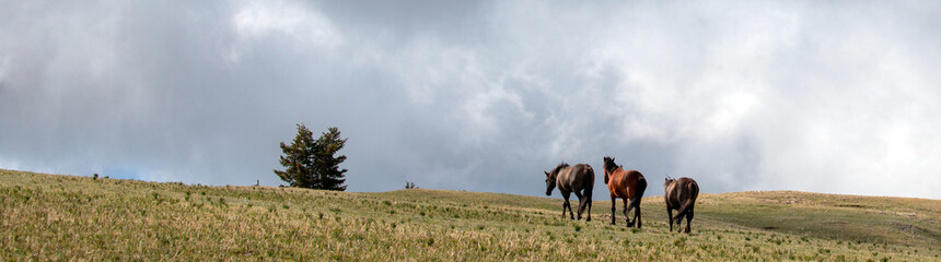 Three wild horses walking on mountain ridge in the western United States