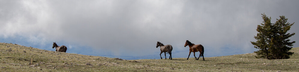 Small band of three wild horses running on mountain ridge in the western United States