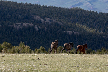 Wild horses in the western United States