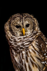 interview with the owl