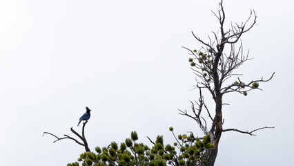 silhouette of a bird