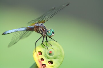 Blue Dragonfly on Lotus Flower