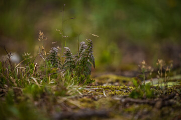 small feather plants in the underbrush