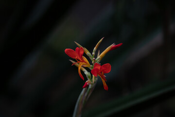 close up of a red flower
