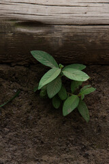 green plant growing in soil