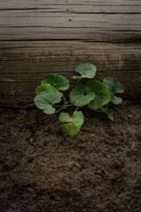 green plant growing in the ground