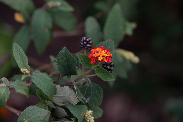 red and yellow flower in brazil