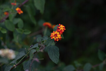 red and yellow flower in brazil