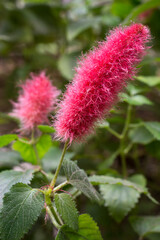 close-up of dwarf chenille plant flower, crimson color flower spikes, soft-focus background