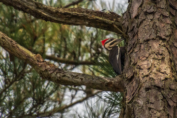 Pileated Woodpecker in a tree in the marsh in Delaware