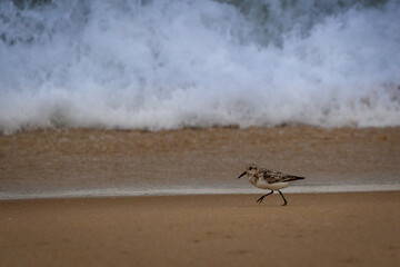 Sanderling Sandpiper running along the beach in front of a wave