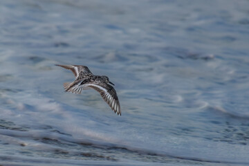 Sanderling Sandpiper or semipalmated sandpiper
 flying along the beach over the waves