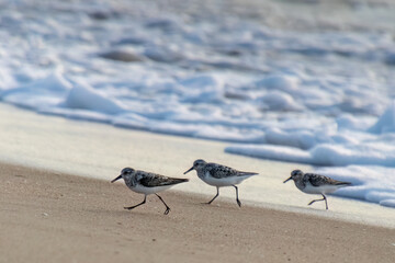 Three Sanderling Sandpiper running along the beach in front of the waves