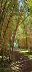bamboo park