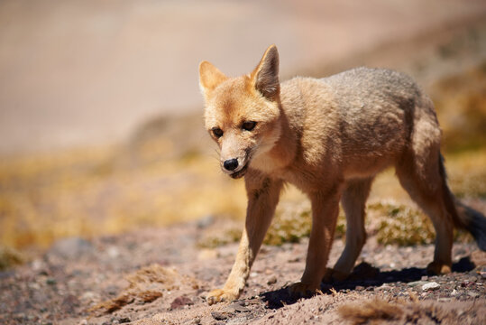 Close encounter with the culpeo (Lycalopex culpaeus) or Andean fox looking into the lens, in its typical territory of the altiplanic landscape in the Siloli desert in the Chilean Andean Fauna Nation
