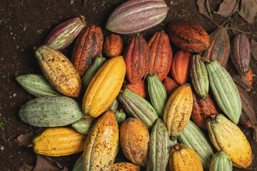 Pile of cocoa ripe fruits