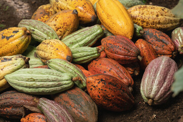 Green and yellow ripe cacao pods