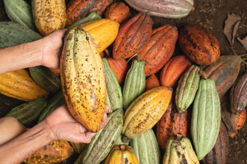 Yellow cacao pod in hand