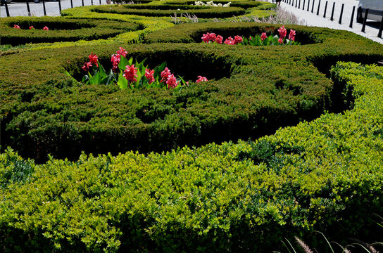 trimmed hedges, bushes in geometric round shapes of fantastic circles and intertwined loops on a large area of ​​a park bed in the city on the promenade. in between are perennials and bulbs.