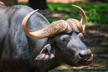 African buffalo or Syncerus caffer with big horns lick its mouth
