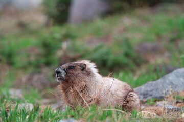 Marmot on Mt Rainer