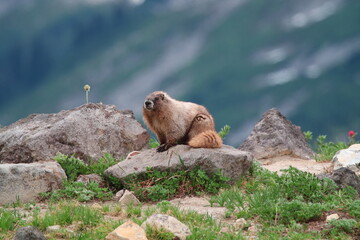 Marmot on Mt Rainer