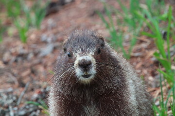 Marmot on Mt Rainer