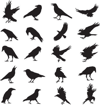 crow, raven silhouette