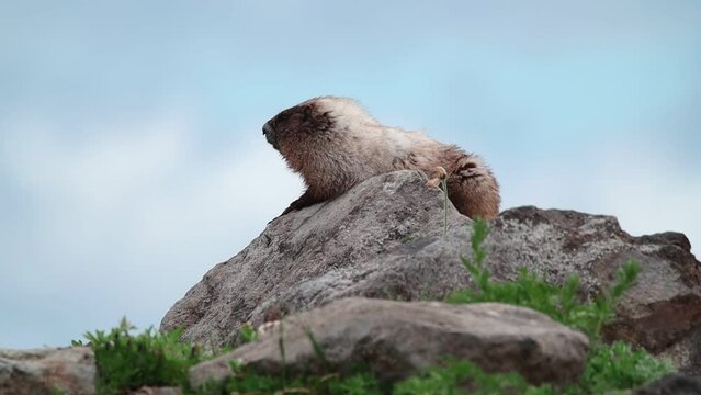 Marmot on Mt Rainer