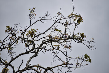 branches against sky