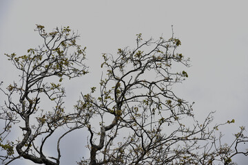 tree branches against sky