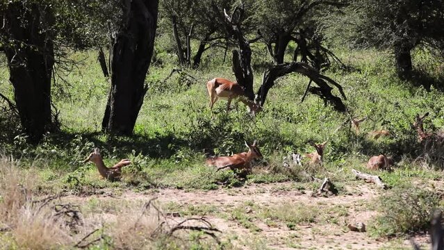 Beautiful impalas which are antelopes of the African savannah of South Africa, living in the wildlife of the Kruger National Park, these animals are very observed by safaris and are targets of predato