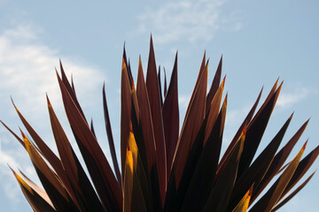 Top of a yucca palm tree under blue sky with some white clouds