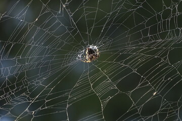 spider on web